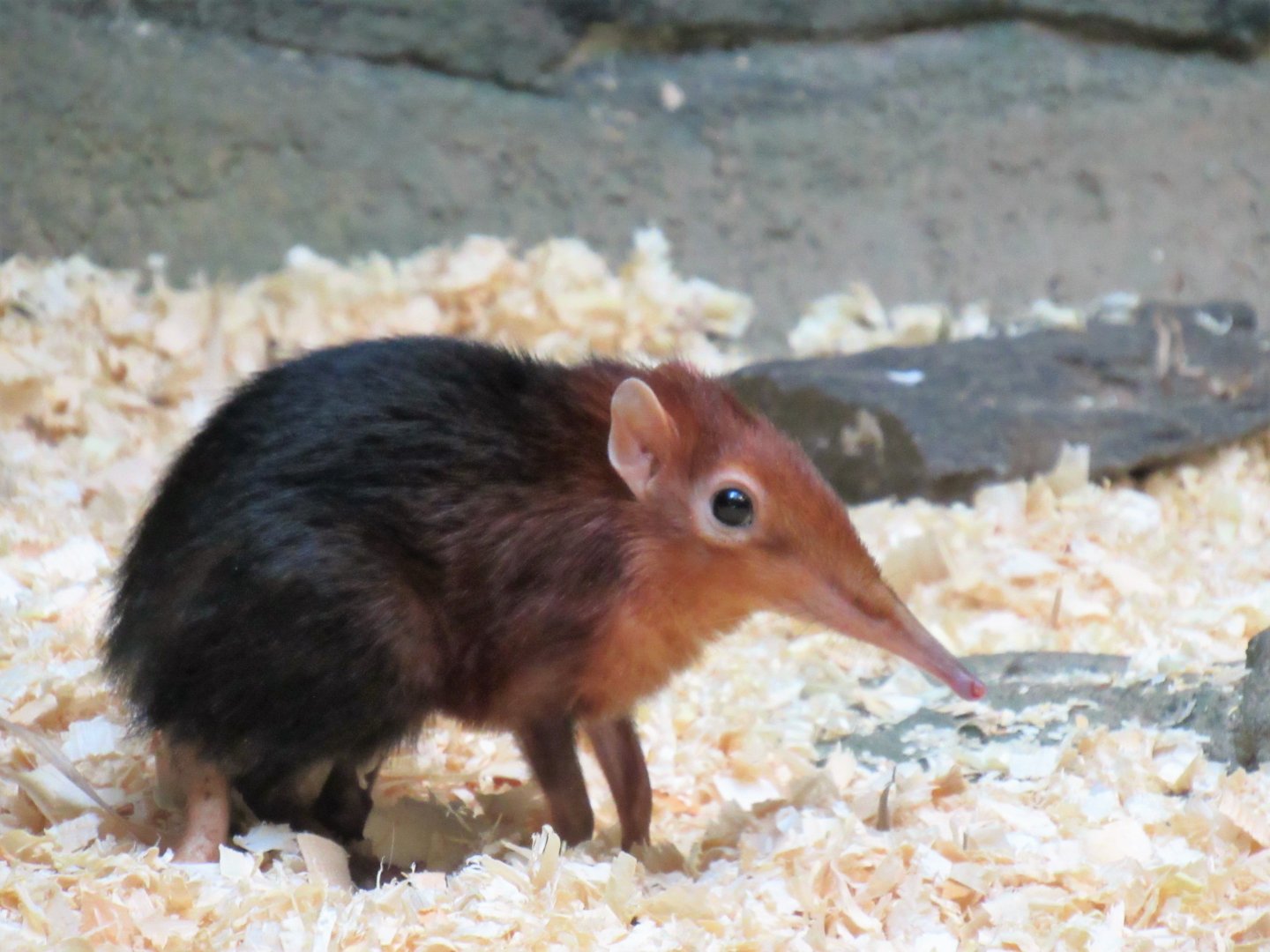 Black and Rufous Elephant Shrew