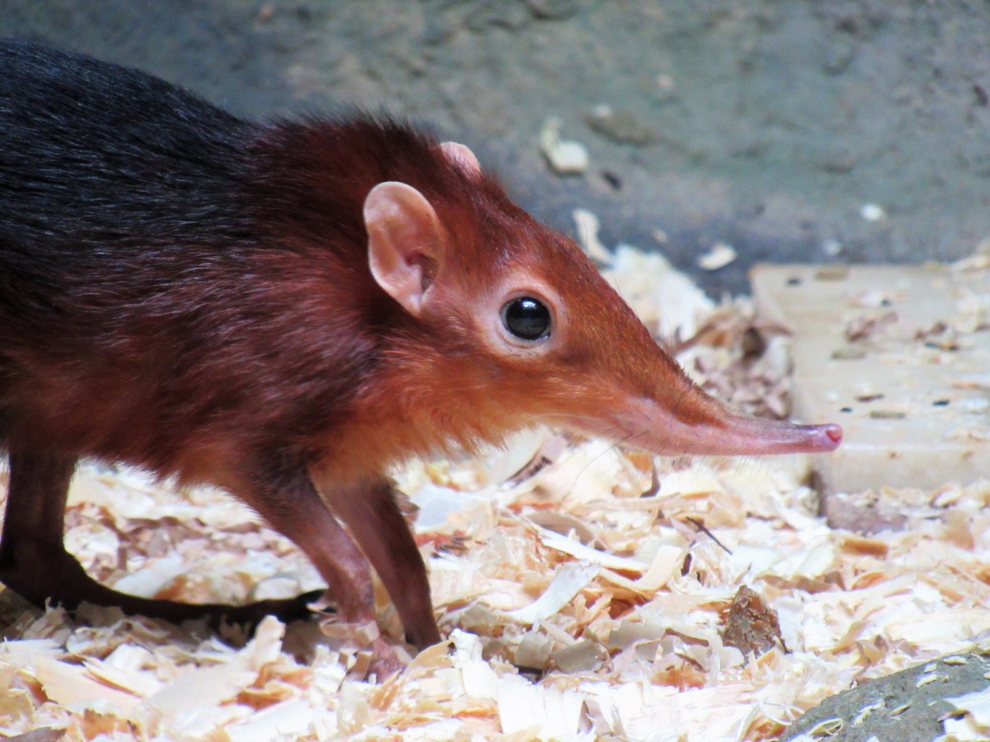 Black-and-rufous elephant shrew