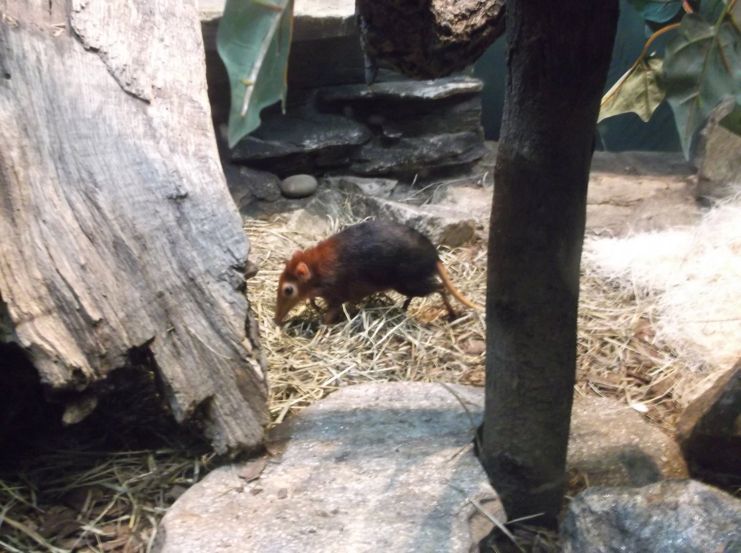 Black and rufous elephant shrew