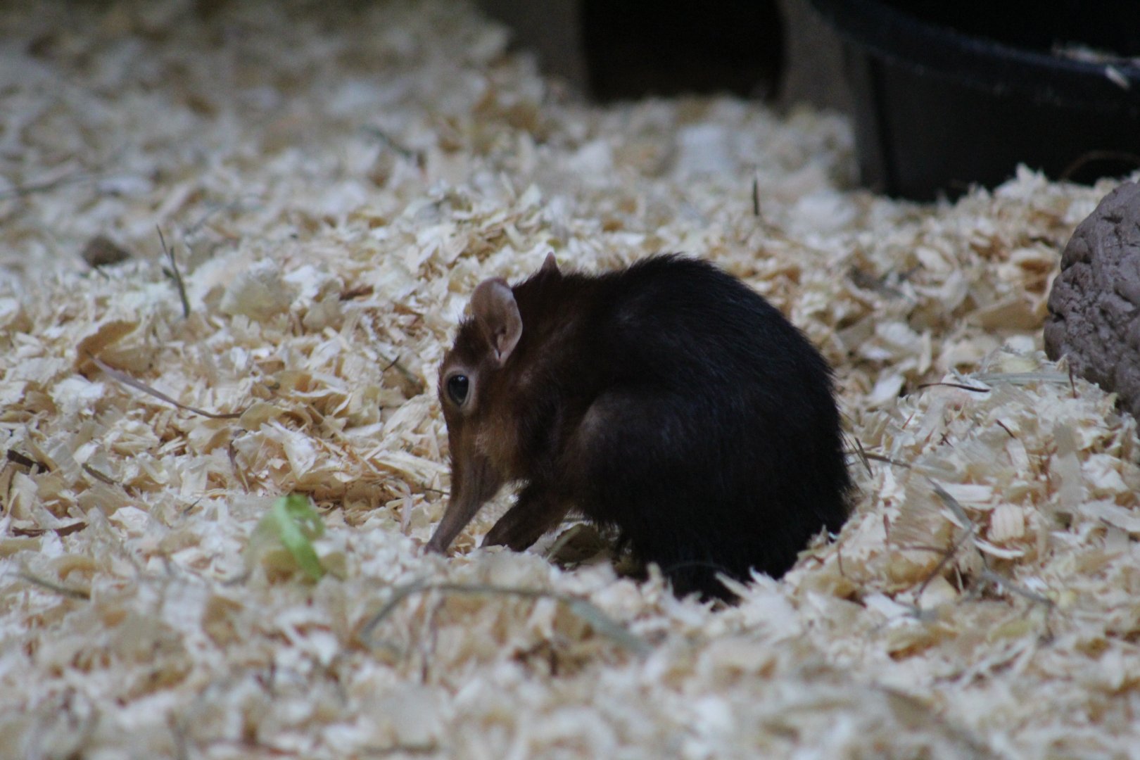 Black-and-Rufous Elephant-Shrew