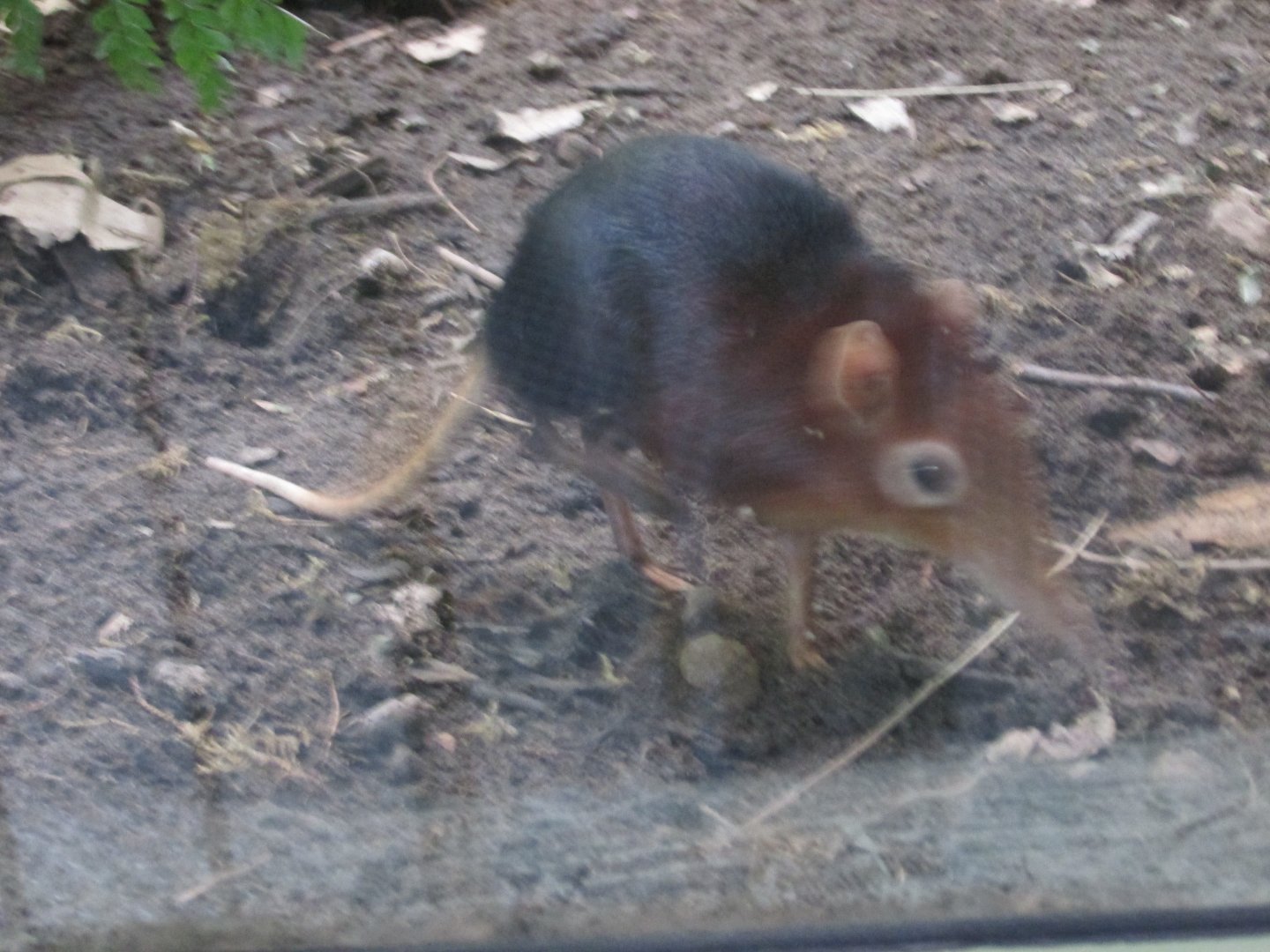 black and rufous elephant shrew