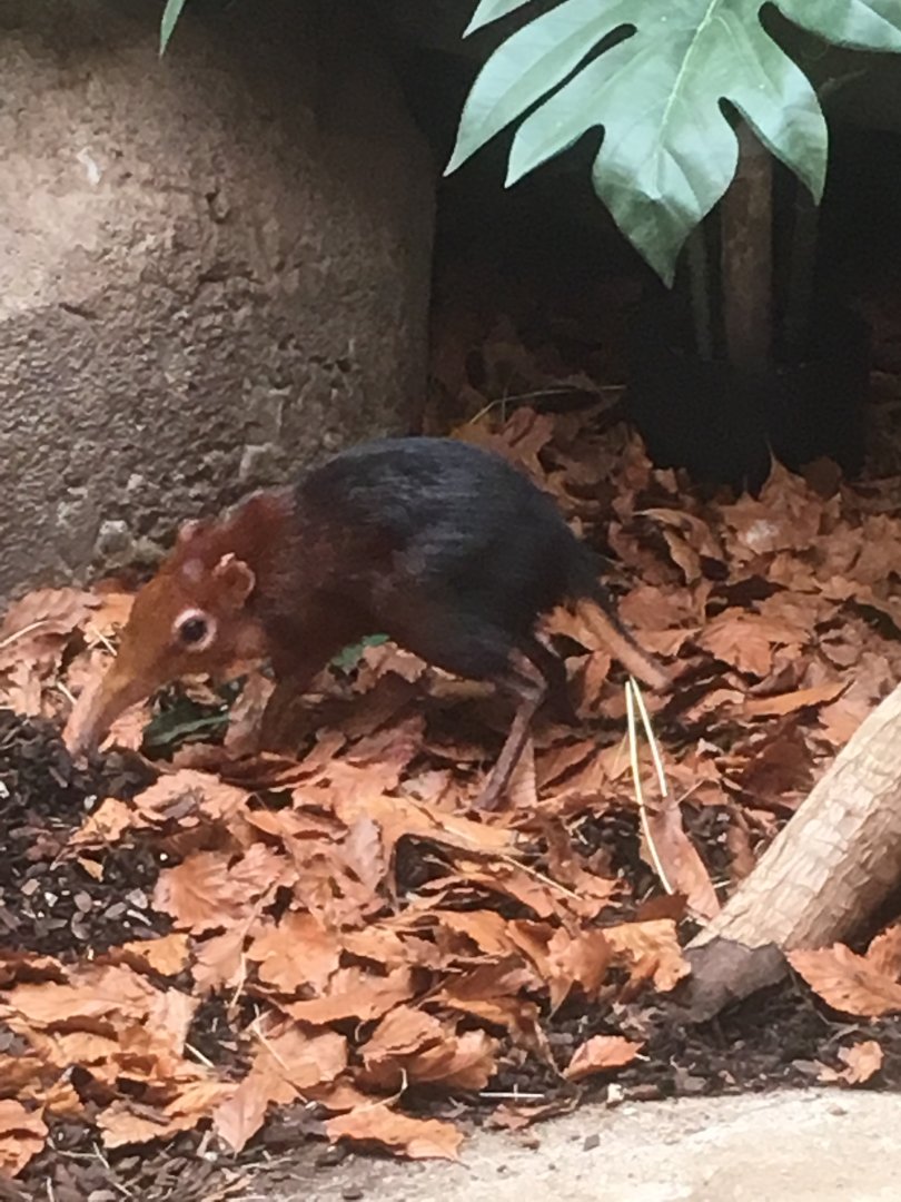 Black and rufous elephant shrew