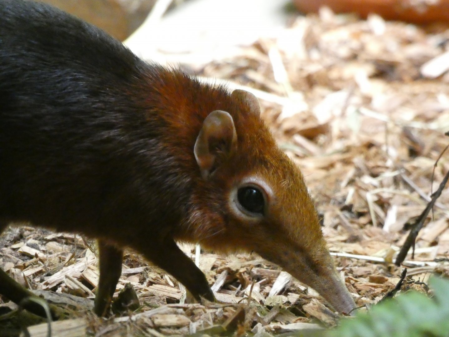Black-and-Rufous Elephant Shrew