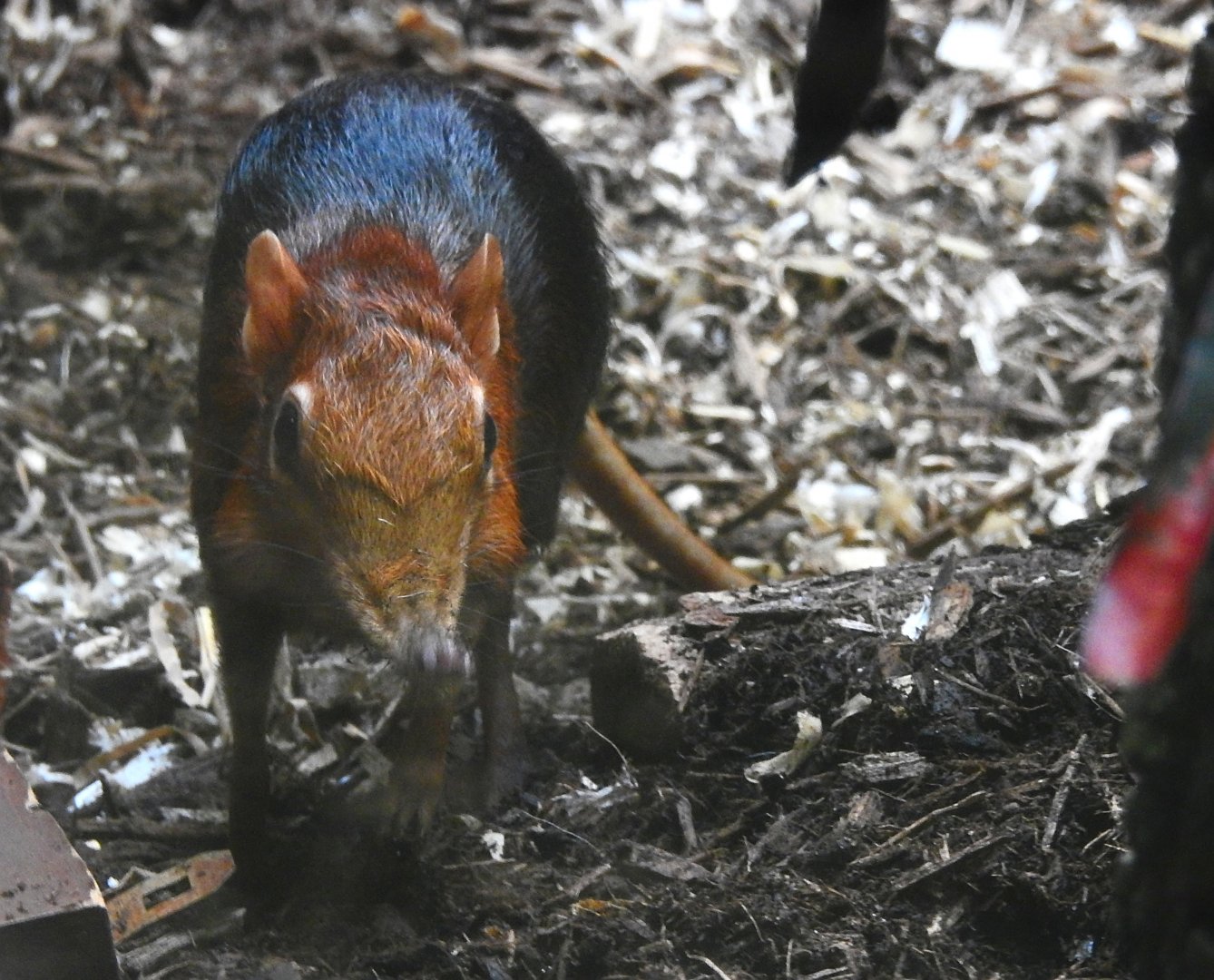 Black and Rufous Elephant Shrew