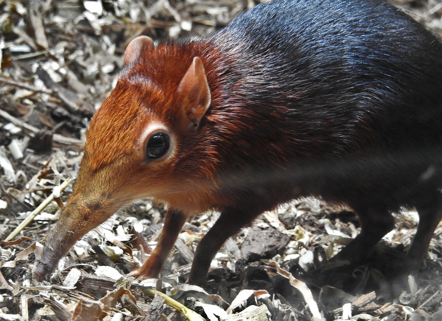Black and Rufous Elephant Shrew