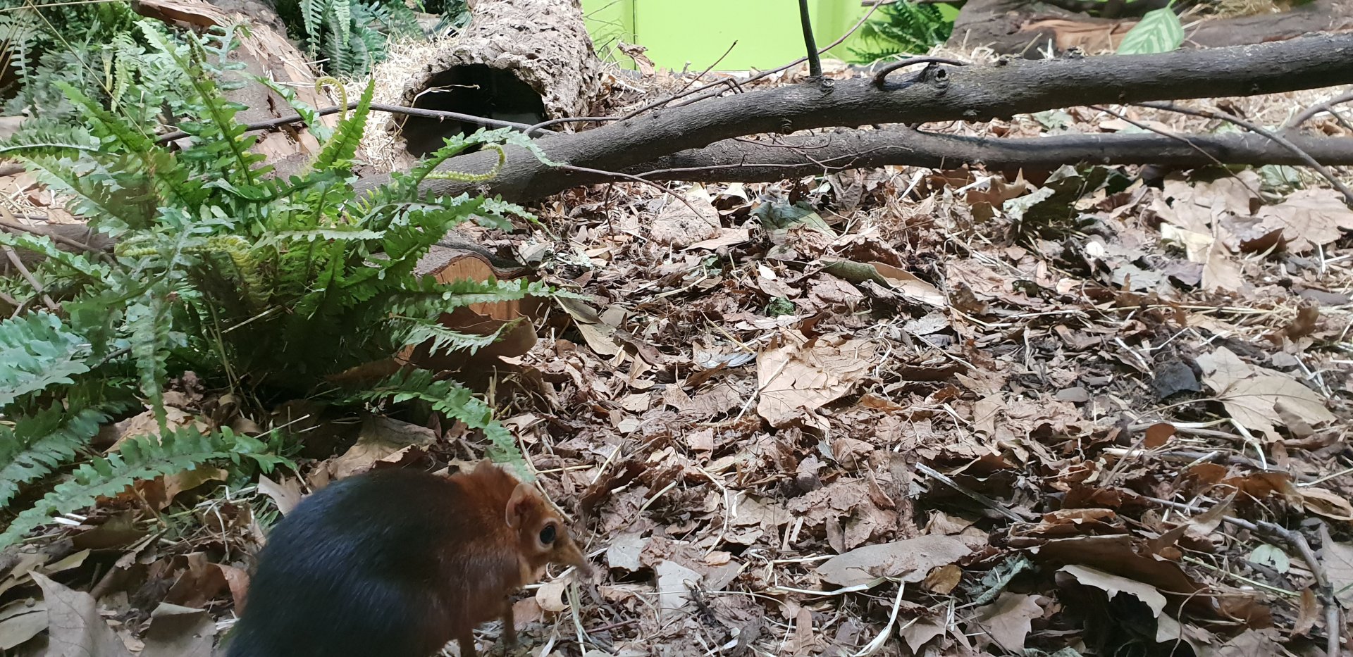 Black-and-rufous elephant shrew