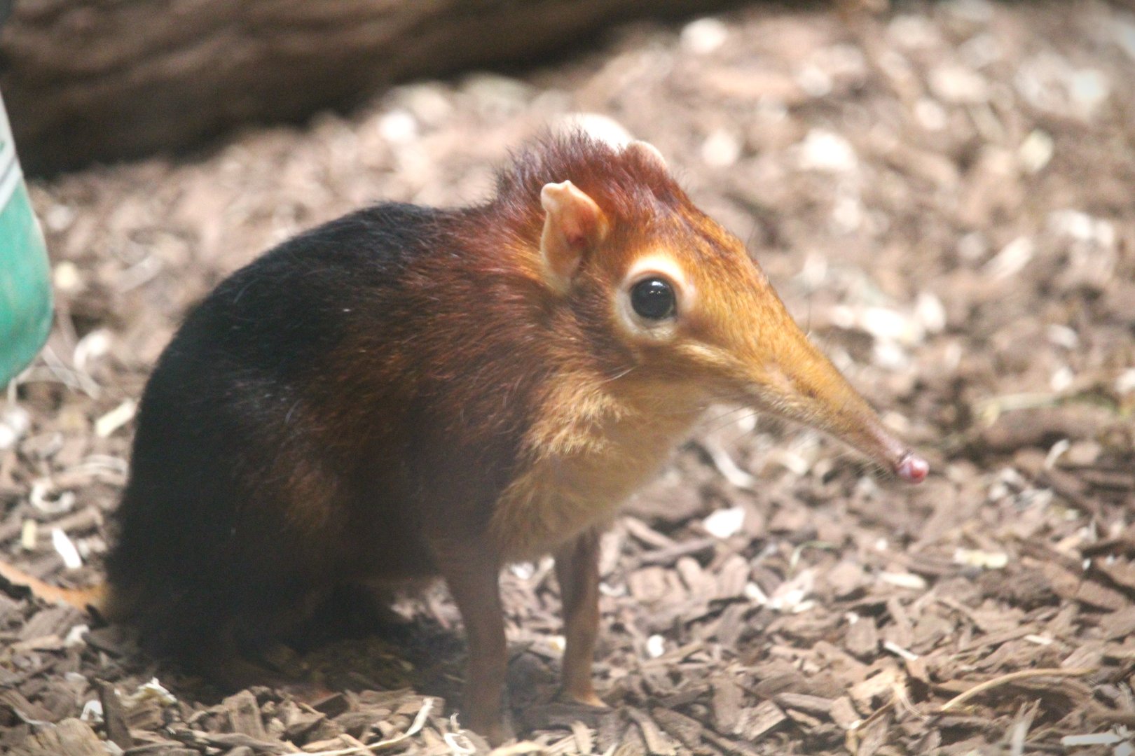 Black-and-rufous Elephant Shrew