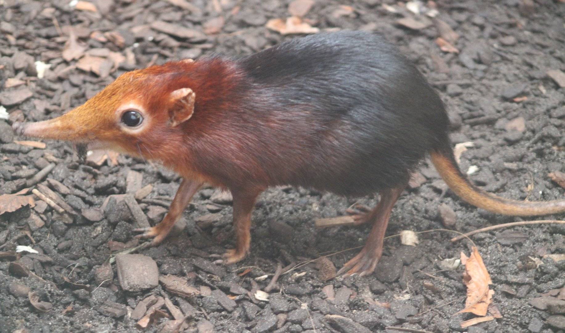 Black and rufous elephant-shrew