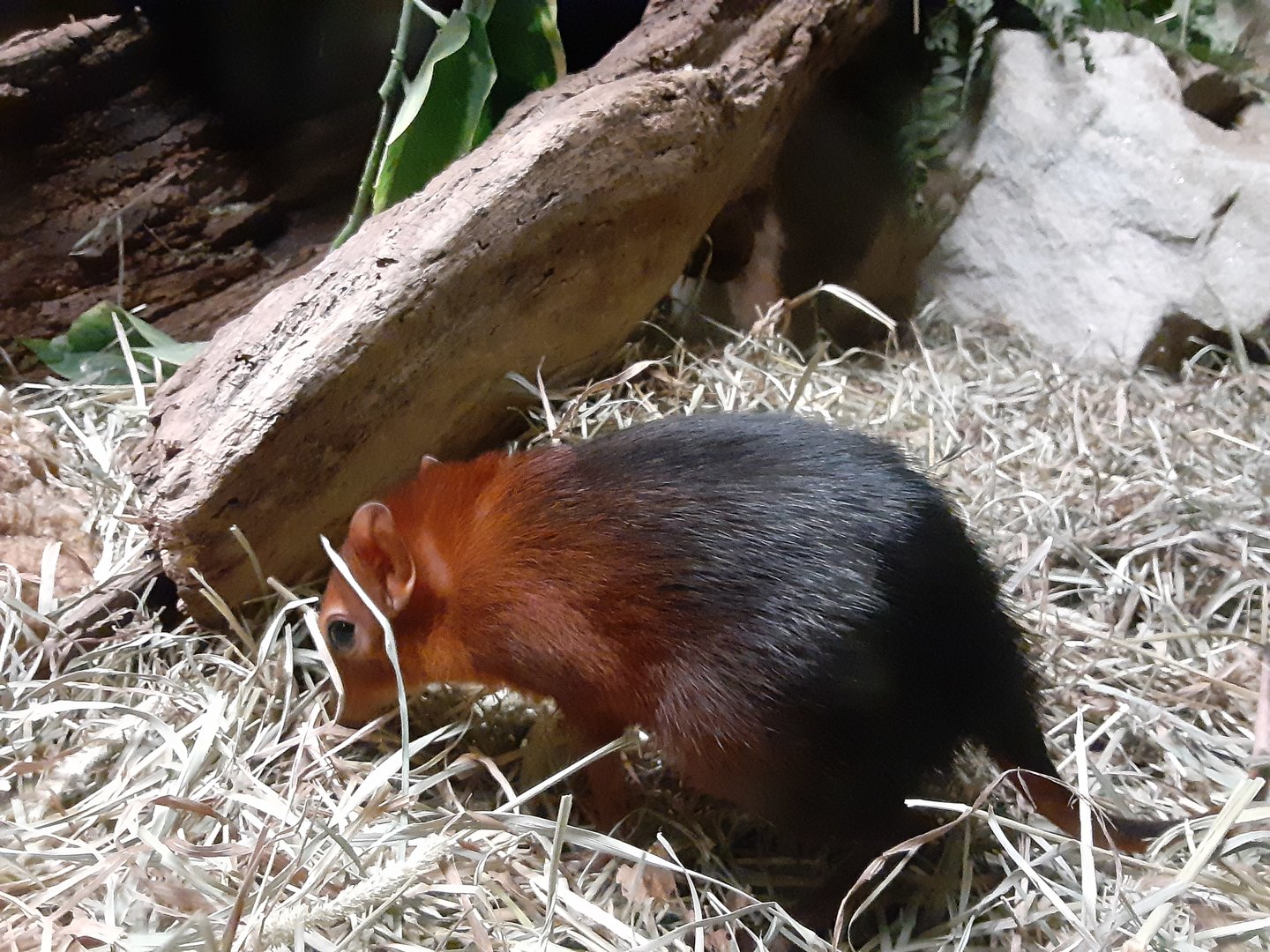 Black-and-Rufous Elephant Shrew