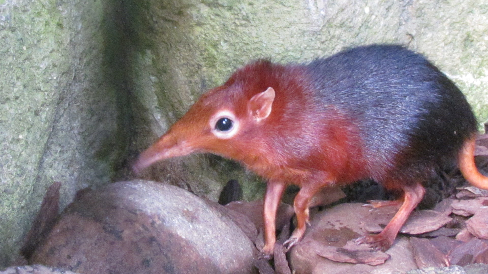 Black and Rufous Elephant Shrew