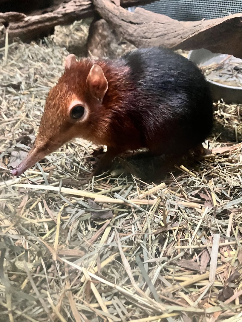 Black and Rufous Elephant Shrew