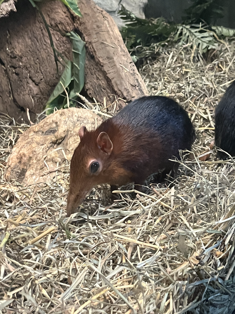 Black and rufous elephant shrew