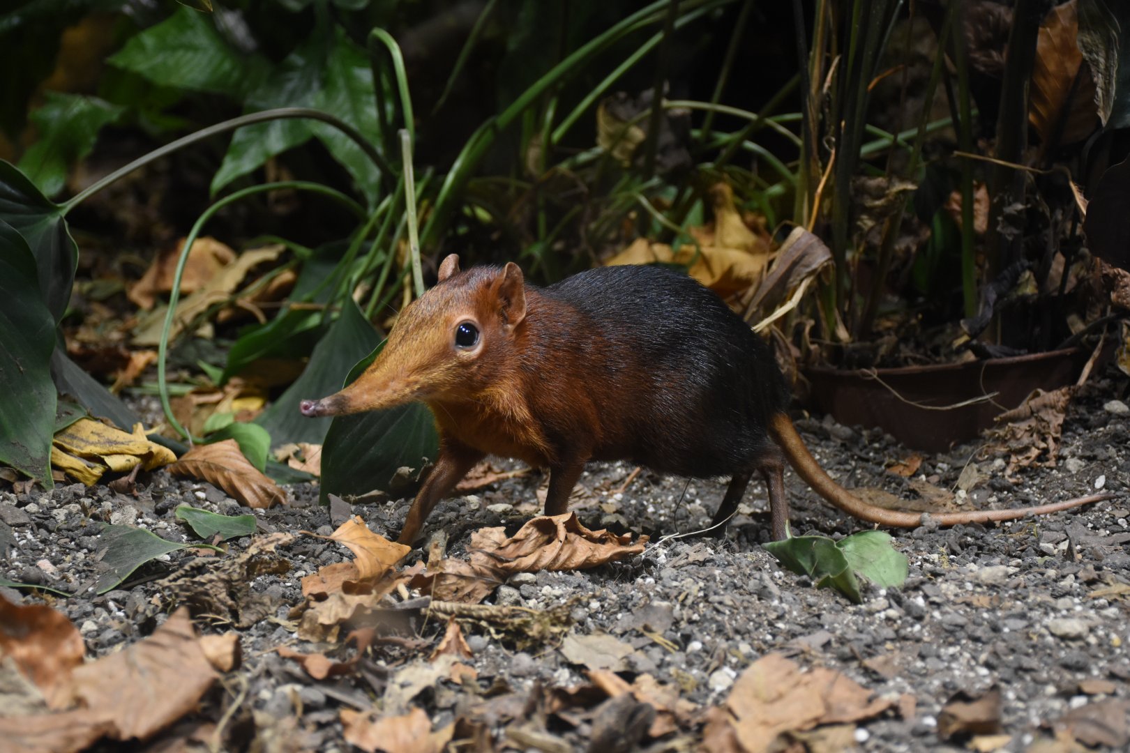 Black and rufous elephant shrew