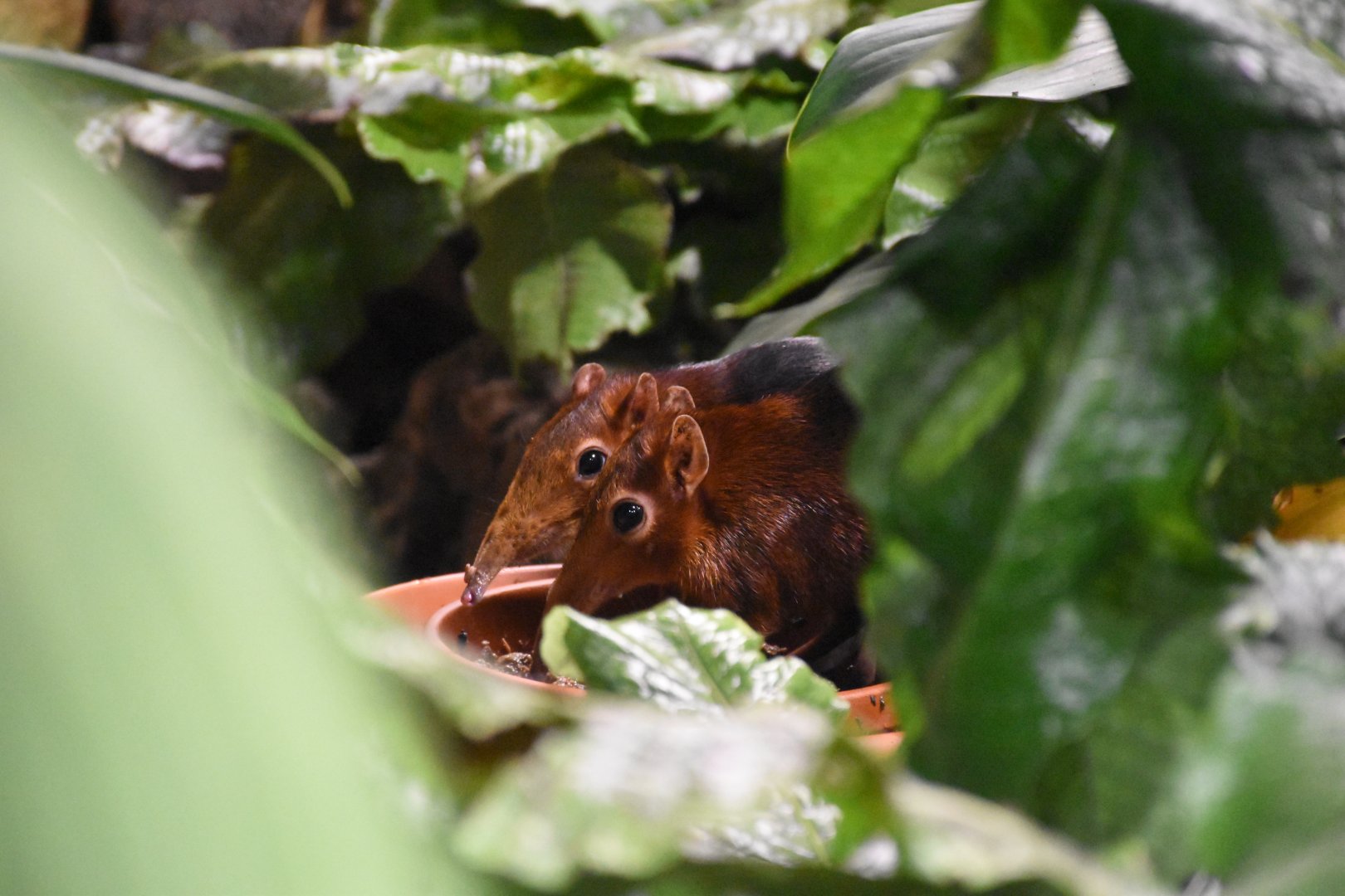 Black and rufous elephant shrew