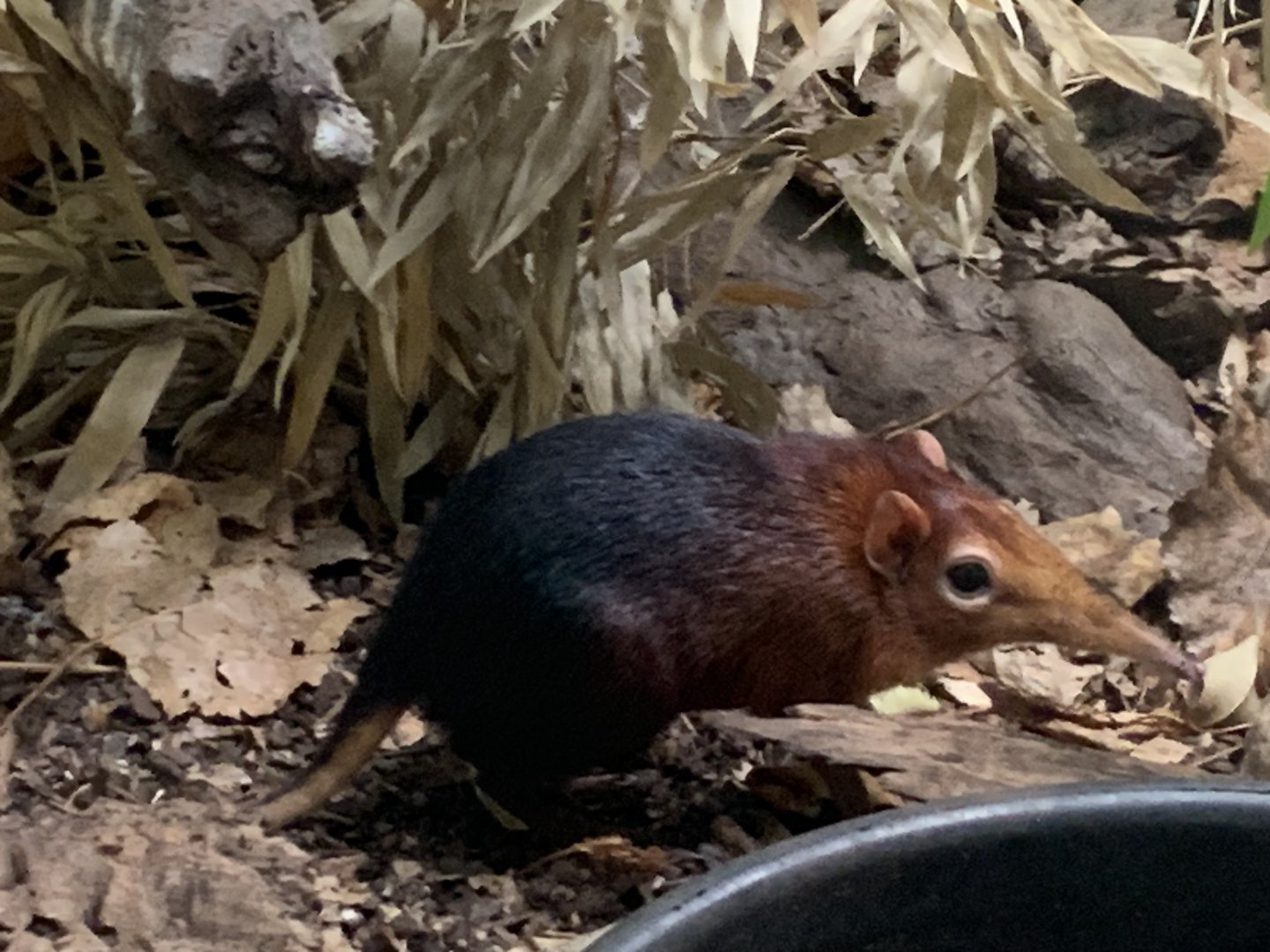 Black-and-rufous elephant shrew