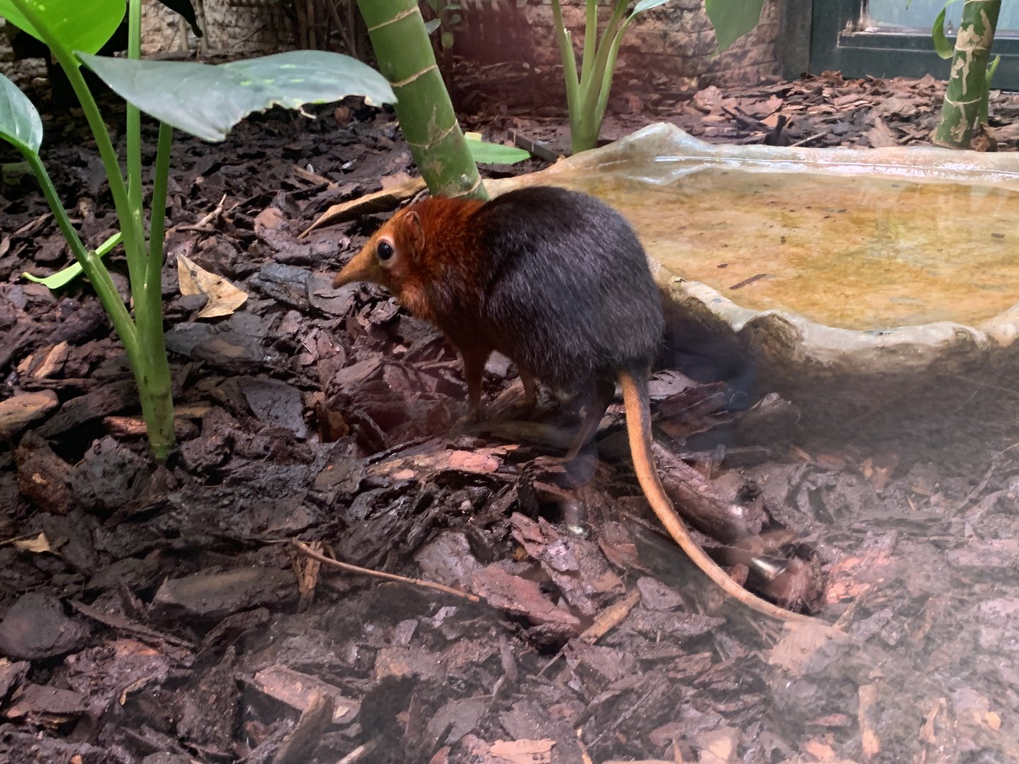 Black-and-rufous elephant shrew
