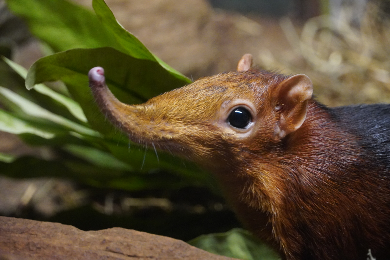 Black and Rufous Elephant Shrew