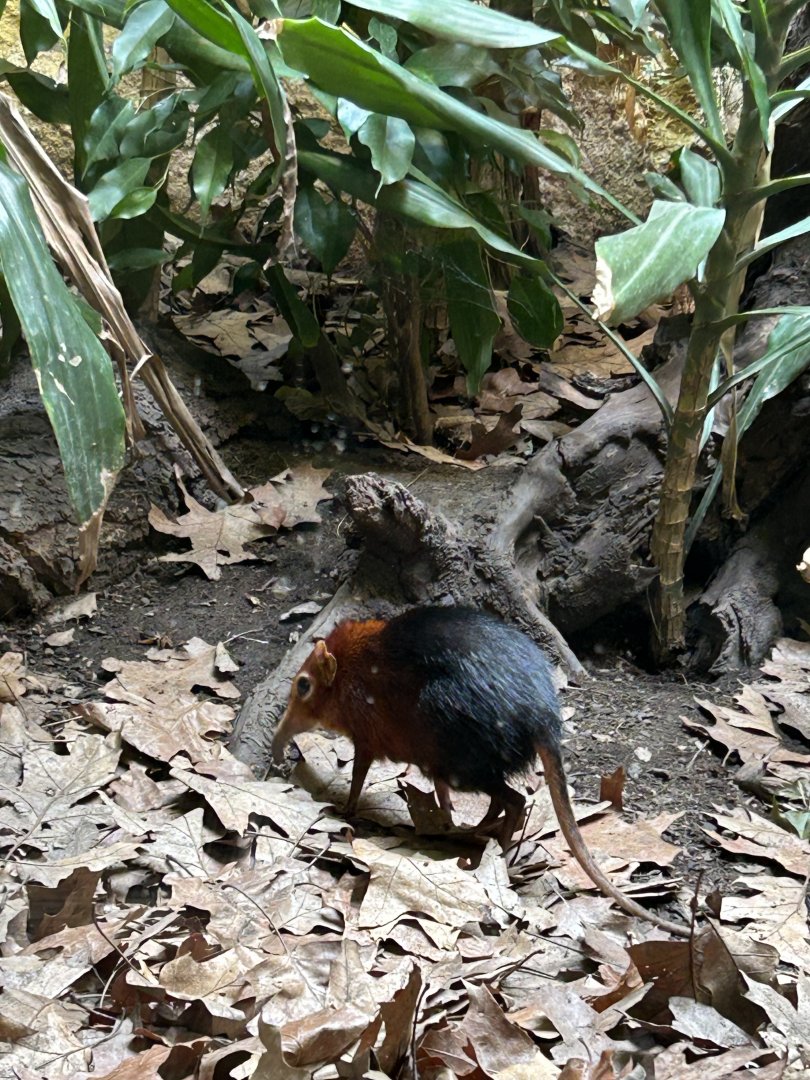 Black-and-rufous elephant shrew