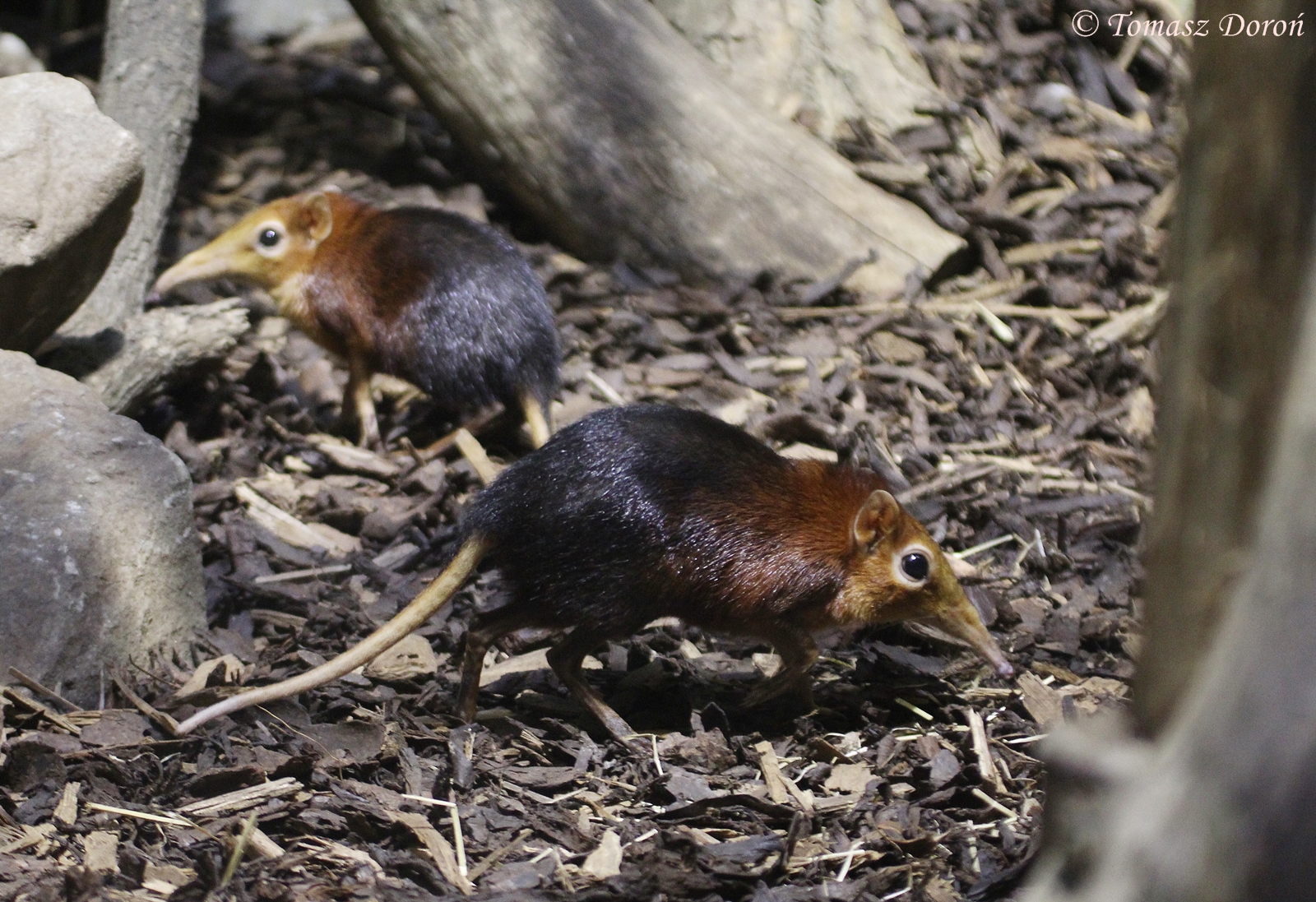 Black-and-rufous Elephant Shrews (Rhynchocyon petersi), July 2015