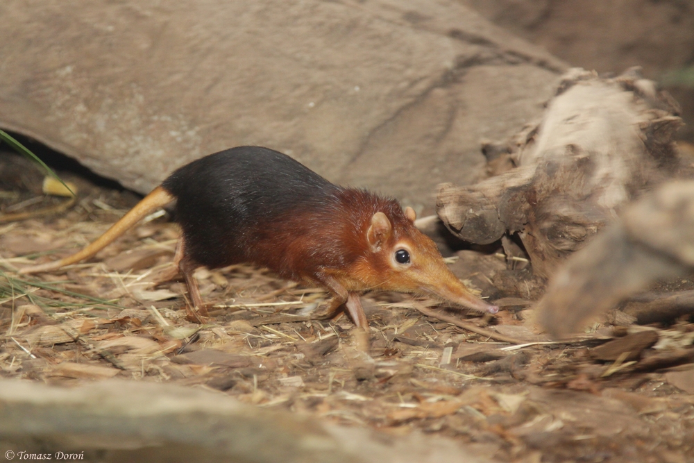 Black-and-rufous Elephant-shrews (Rhynchocyon petersi)