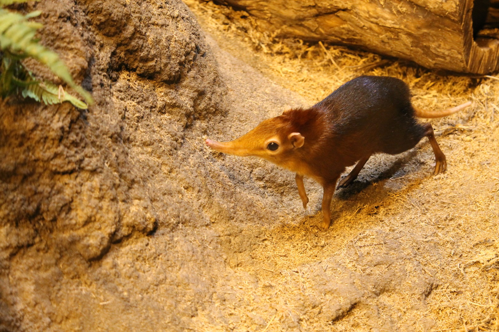 Black and Rufous Giant Elephant Shrew (Rhynchocyon petersi)