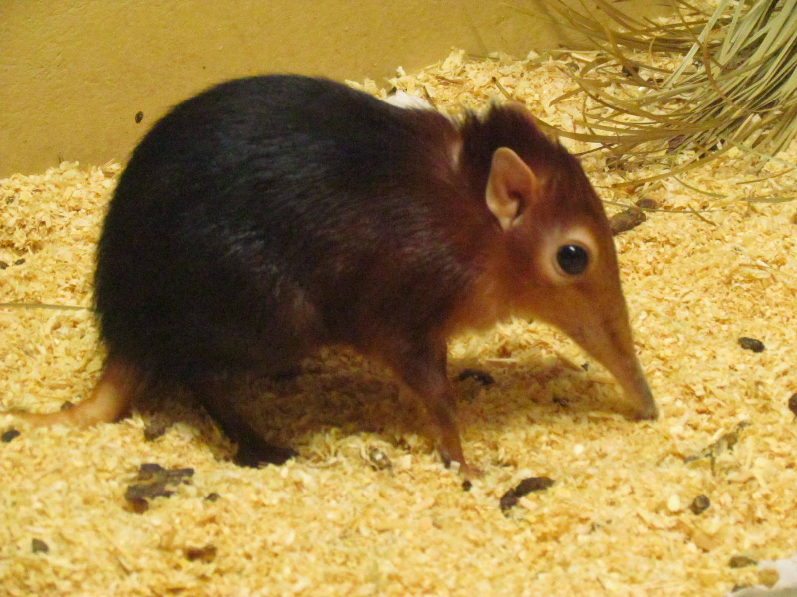 Black-and-Rufous Giant Elephant-shrew