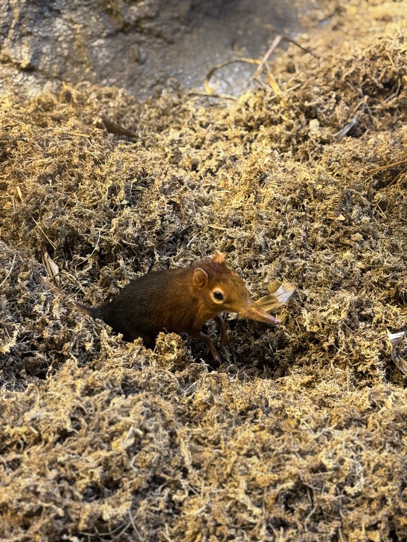 Black and Rufous Giant Elephant Shrew