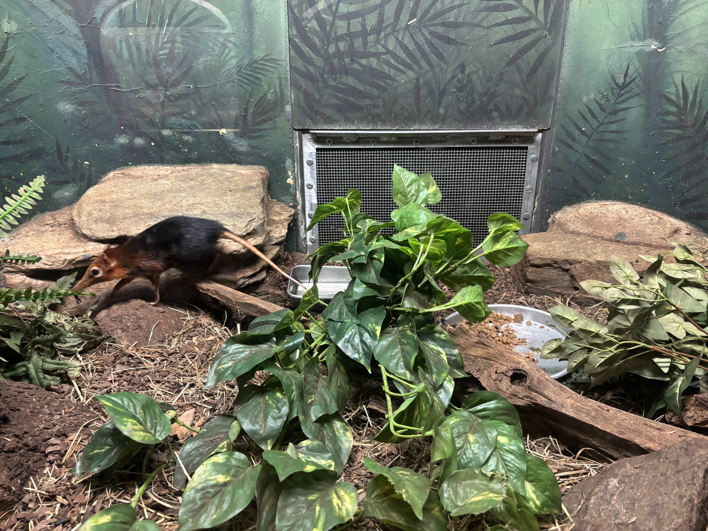 Black and Rufous Giant Elephant Shrew