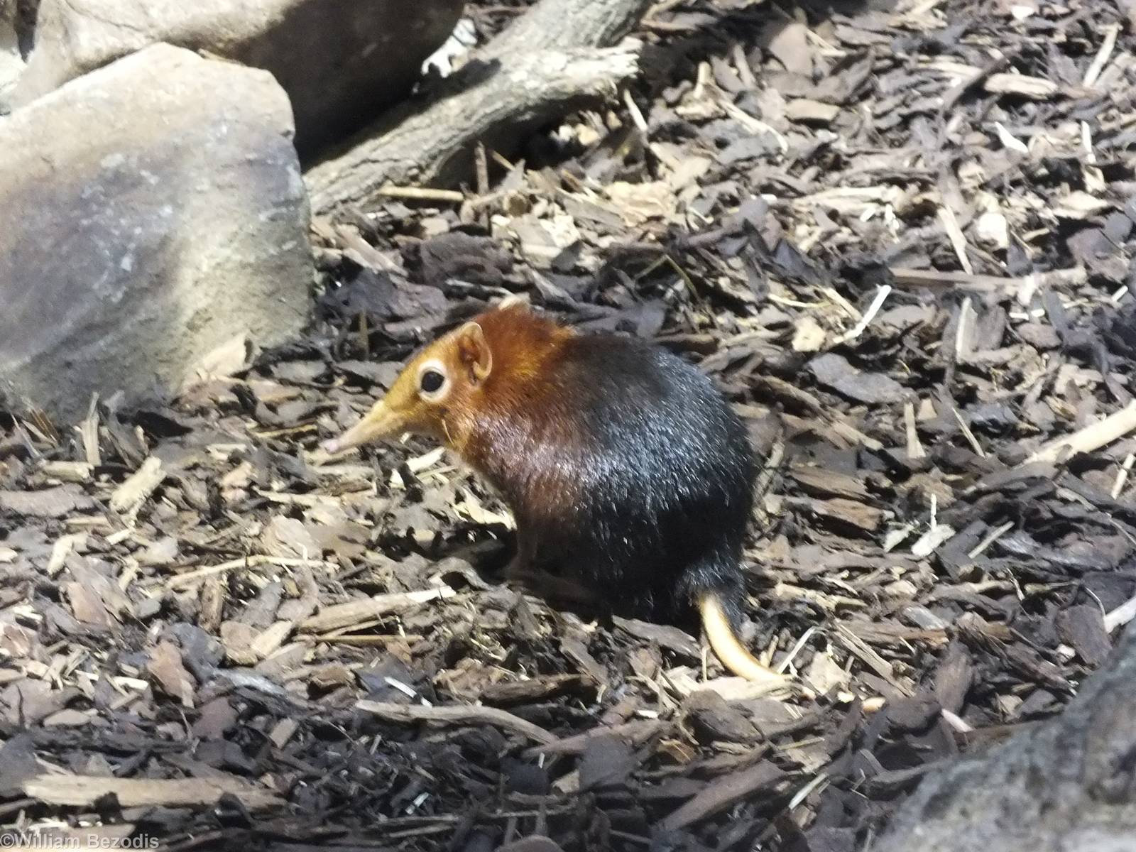 Black-and-rufous Giant Sengi