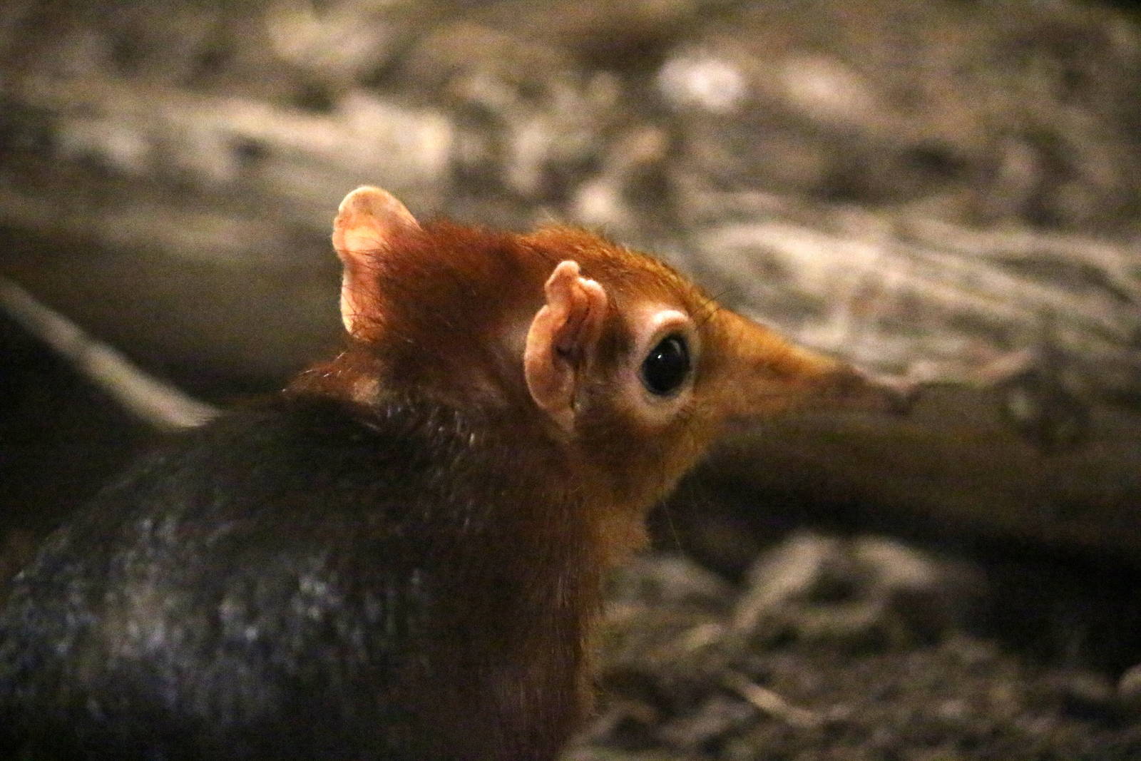 Black-and-rufous Giant Sengi