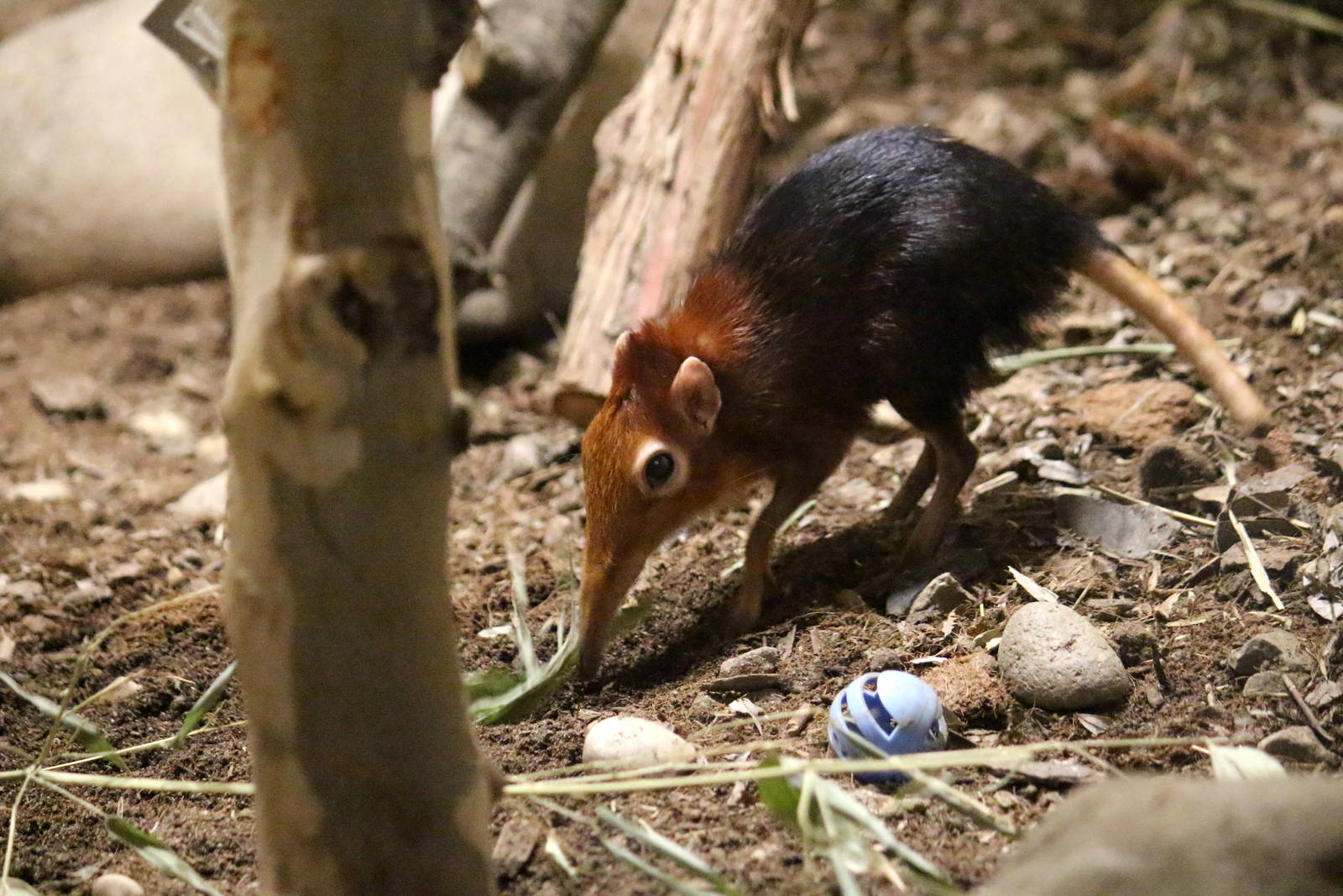 Black-and-rufous Giant Sengi