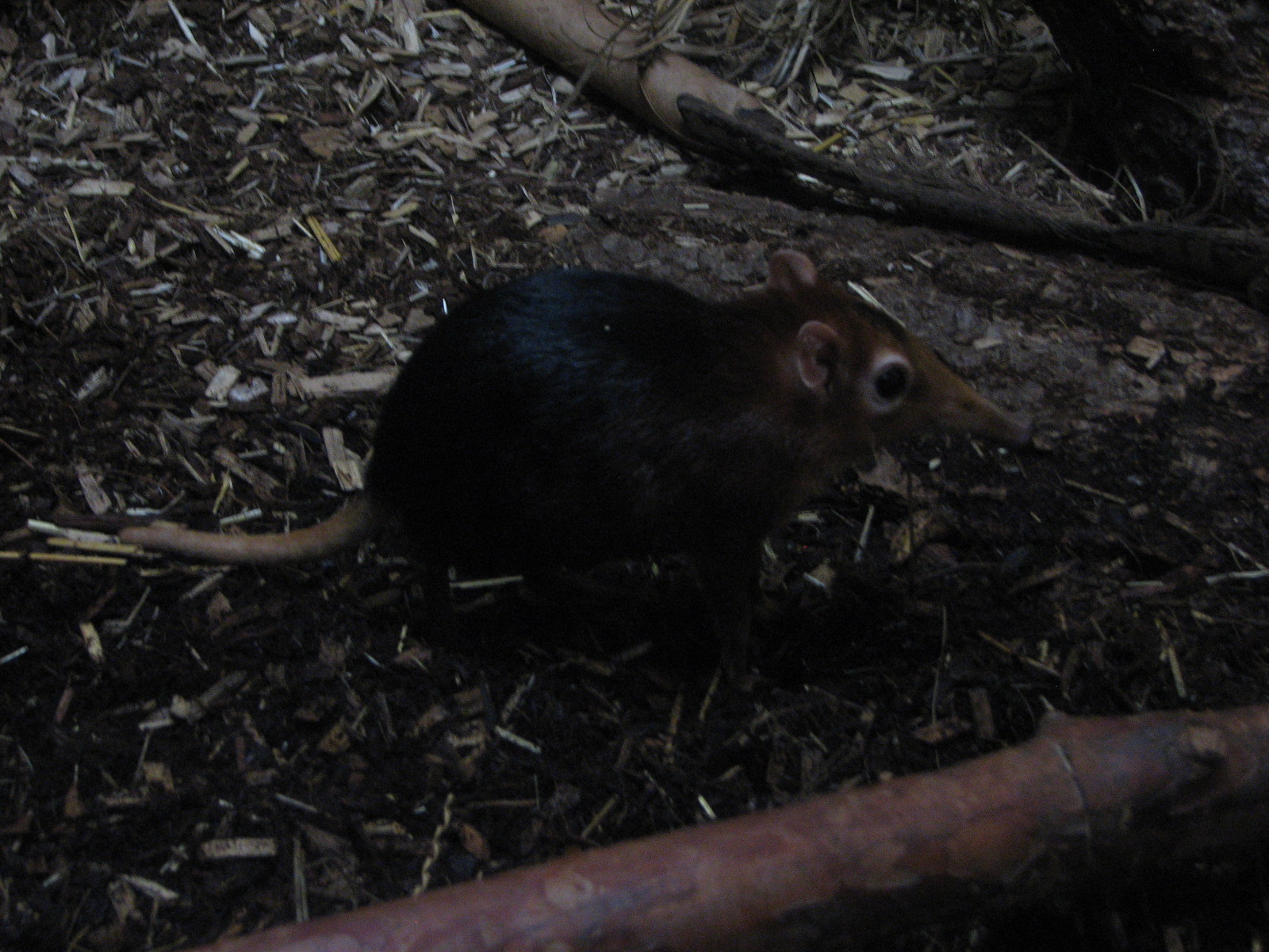 Black-and-Rufous Giant Sengi