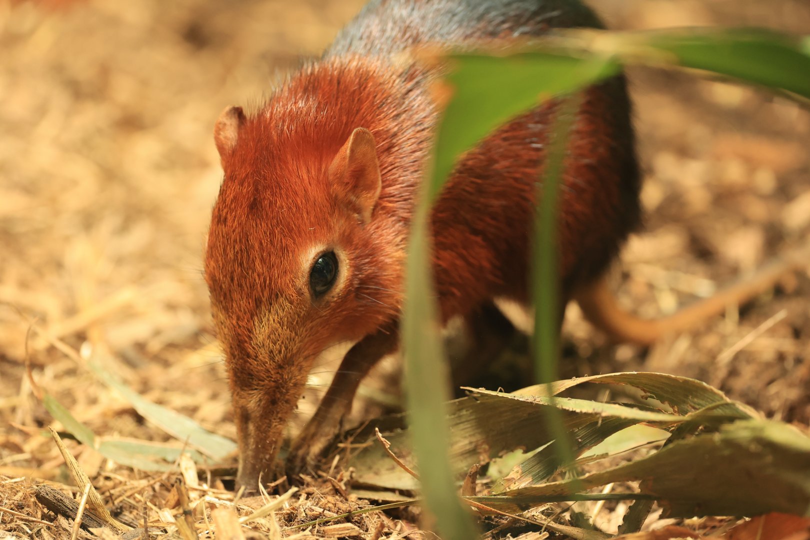 Black-and-rufous senghi (August 2021)