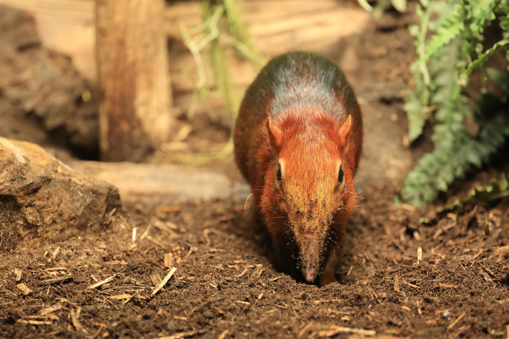 Black-and-rufous senghi (August 2021)