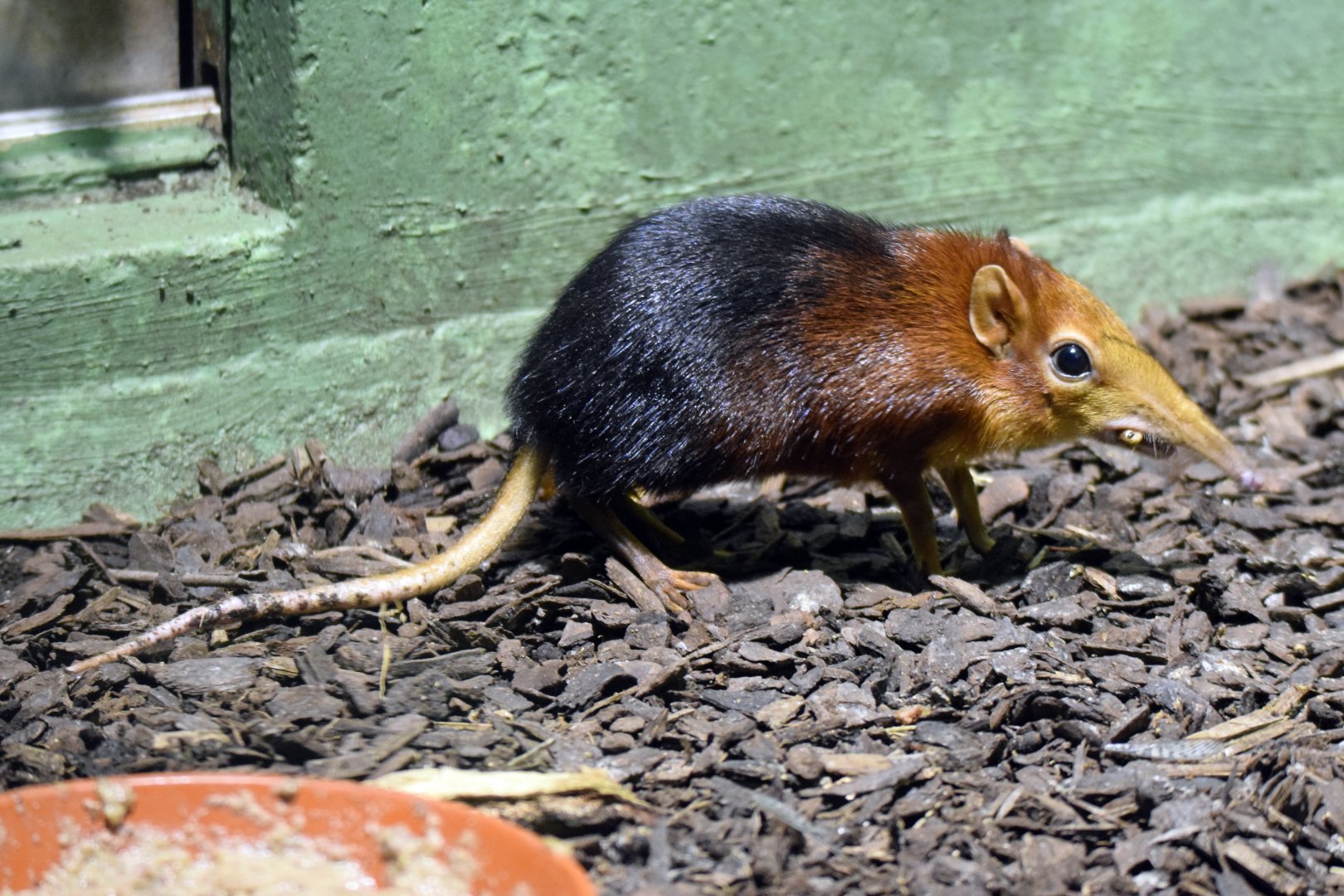 Black and rufous sengi, 20.10.2019