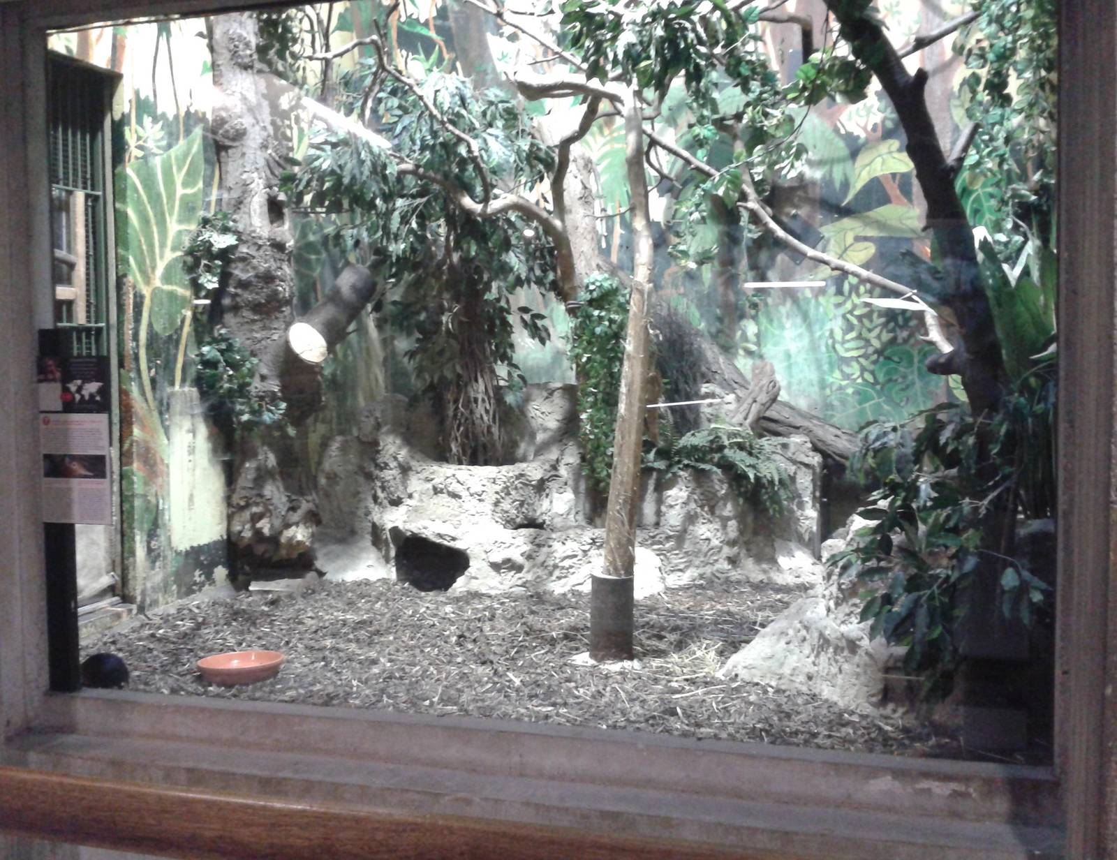 Black and rufous sengi enclosure