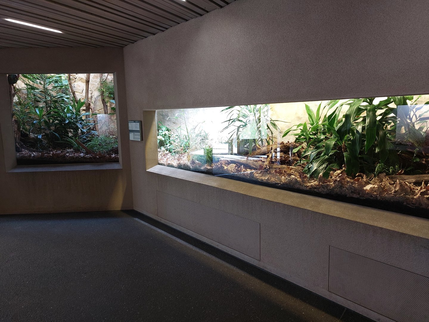 Black-and-rufous sengi enclosure