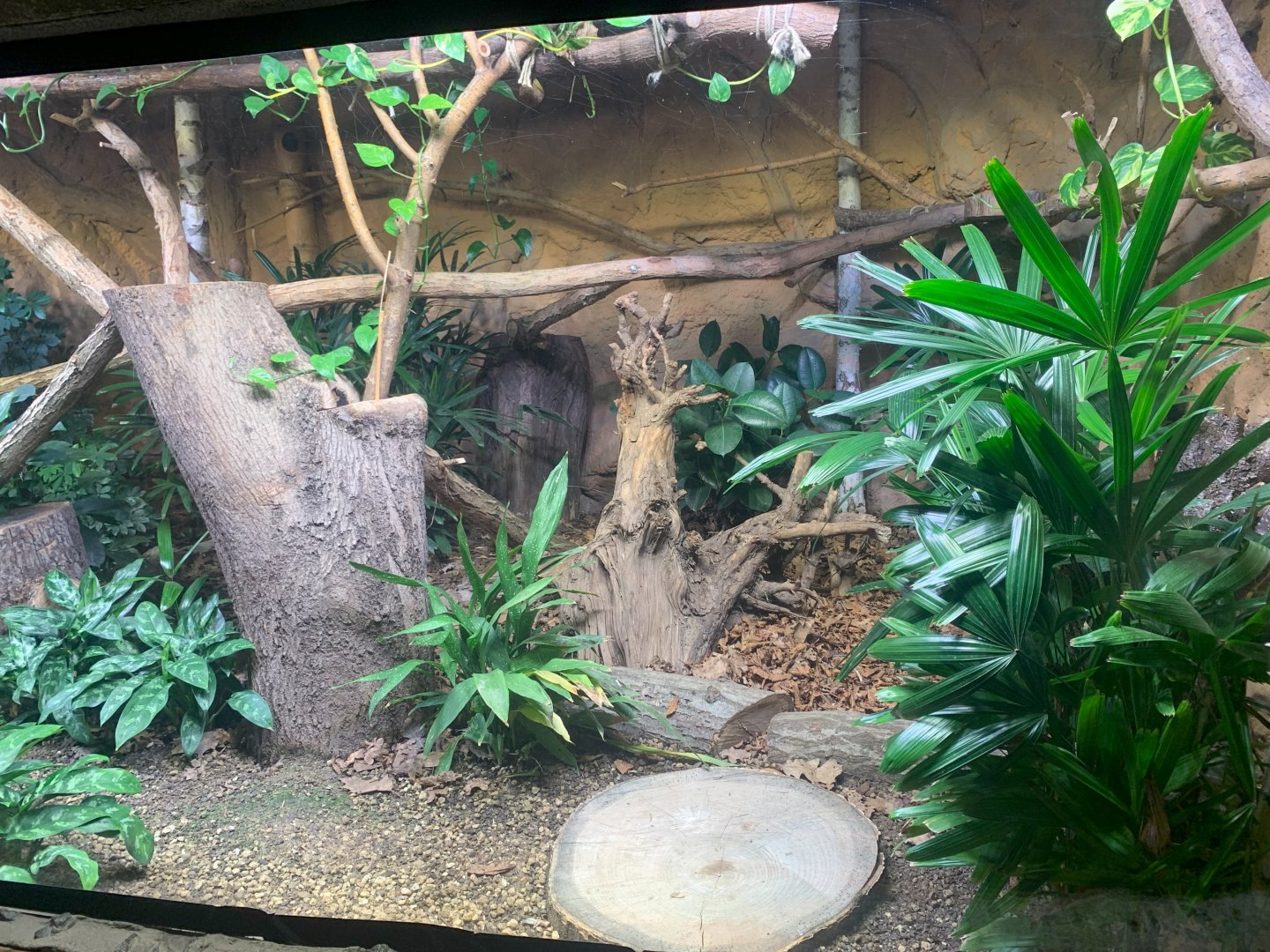 Black-and Rufous Sengi enclosure