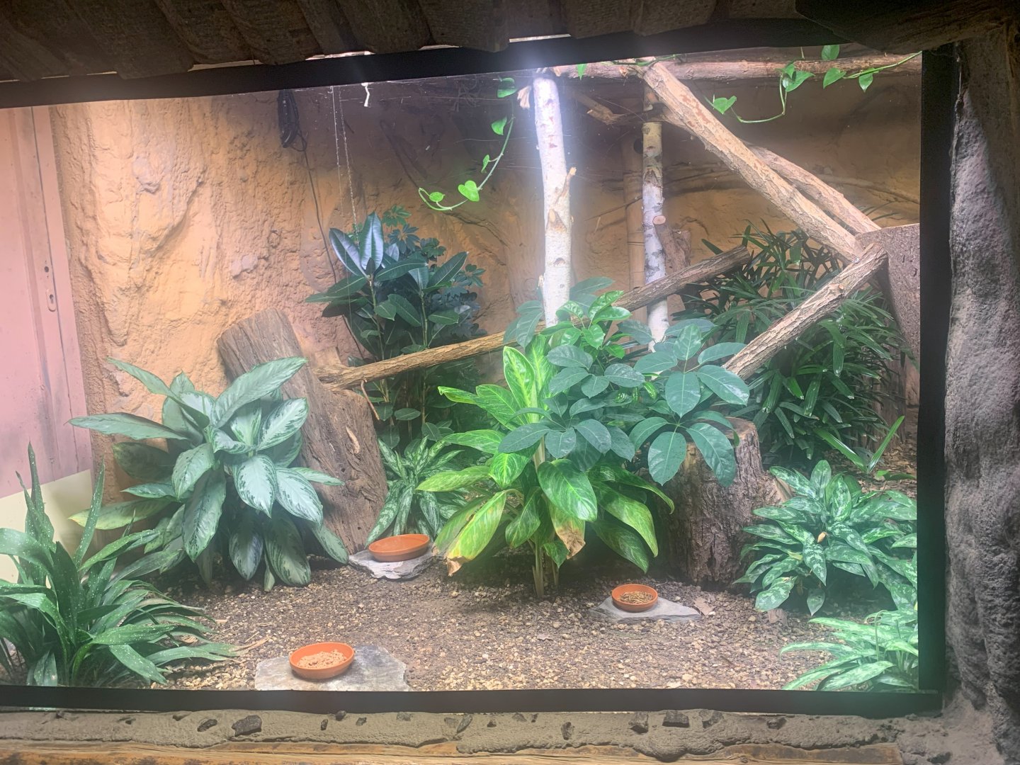 Black-and Rufous Sengi enclosure