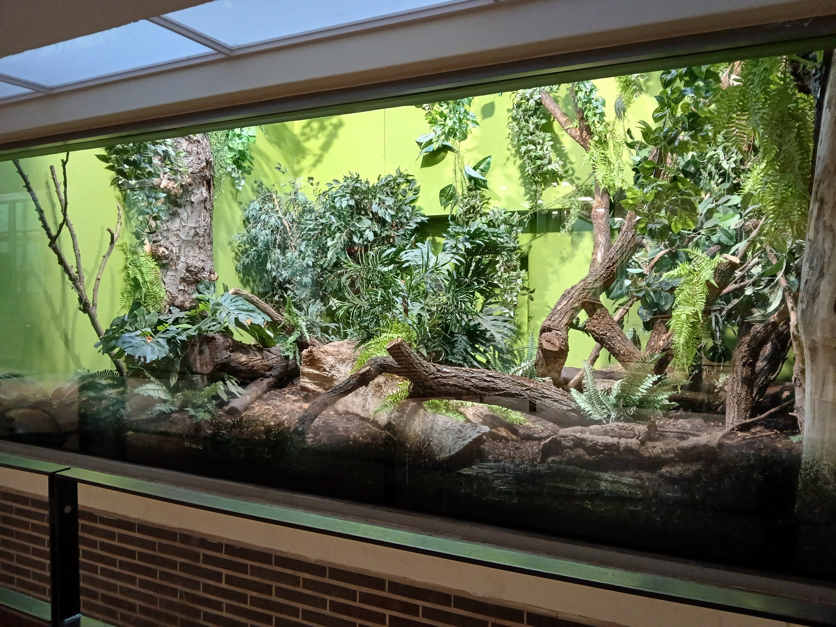 Black and Rufous Sengi exhibit (30th September 2025)