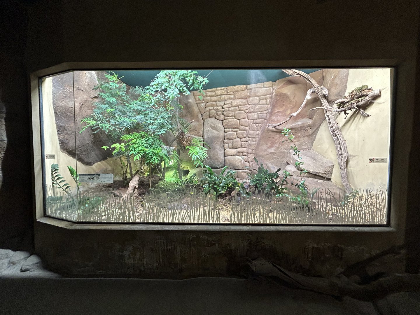 Black and Rufous Sengi Exhibit - Africa Up Close