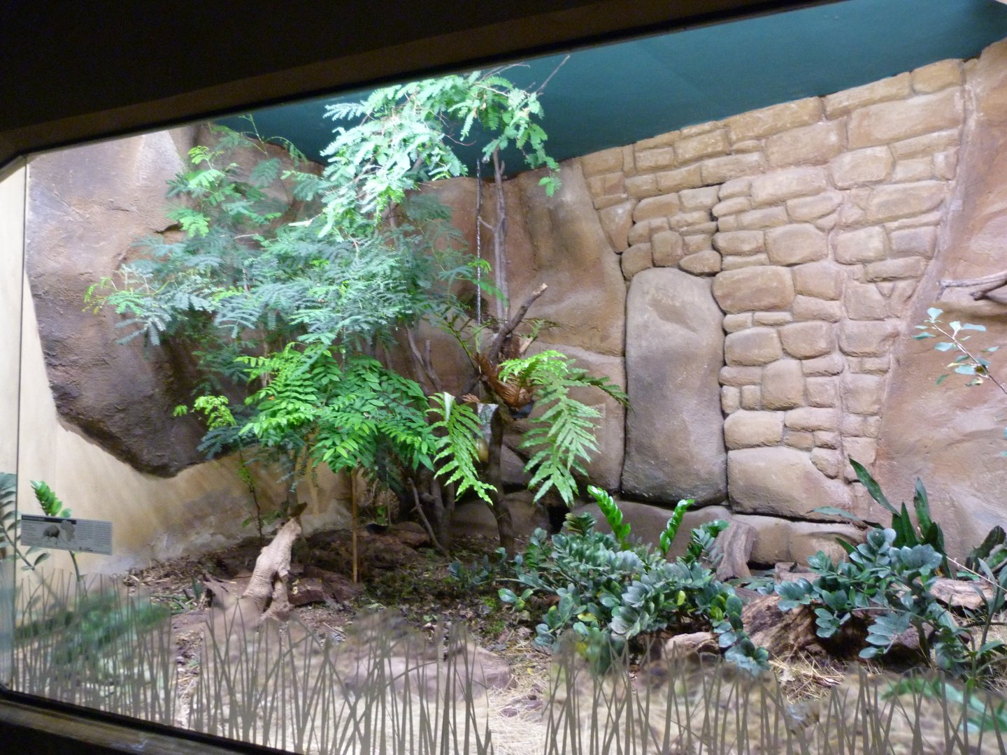 Black-and-rufous sengi exhibit -Zoo Praha (2025)