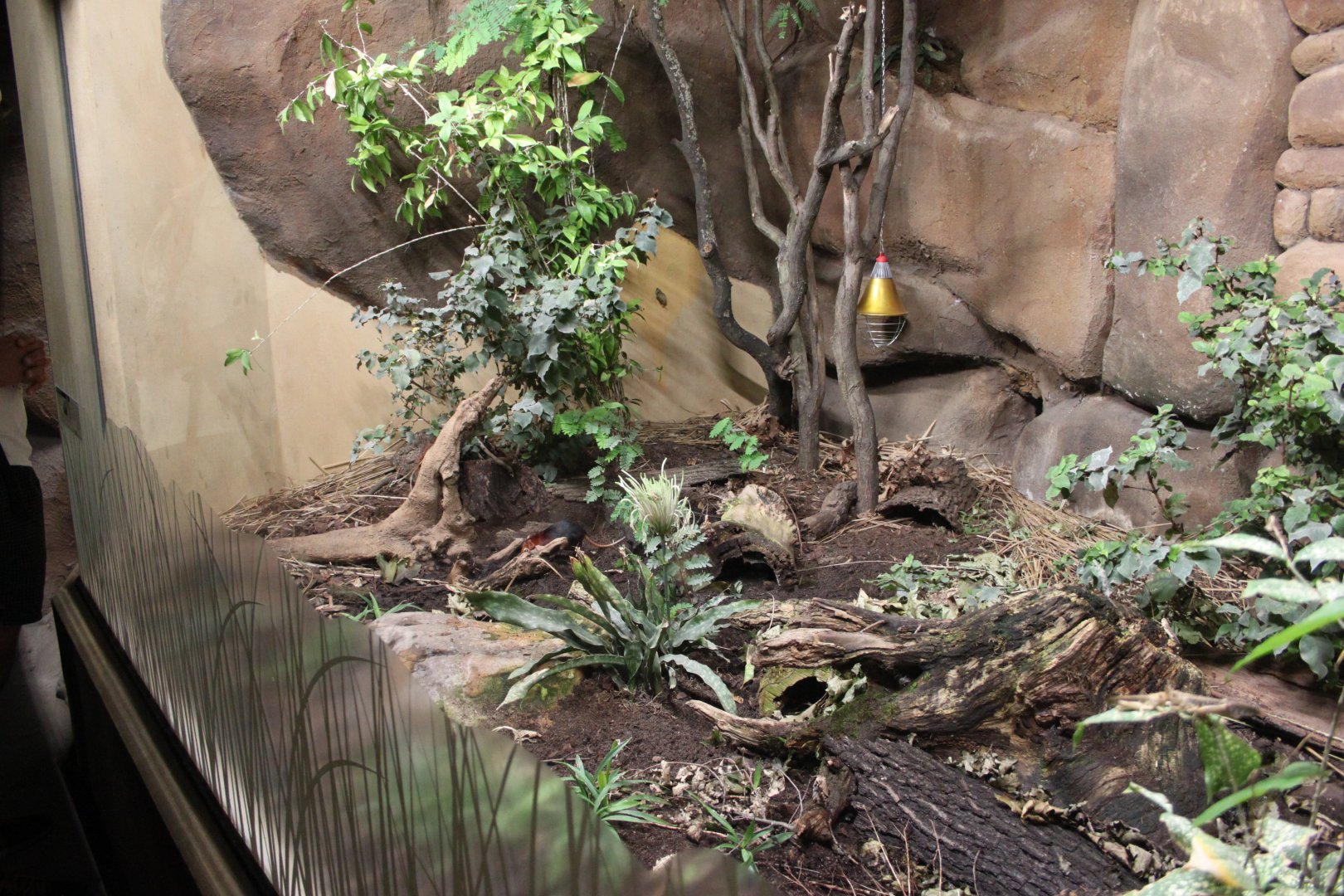 Black and rufous sengi exhibit