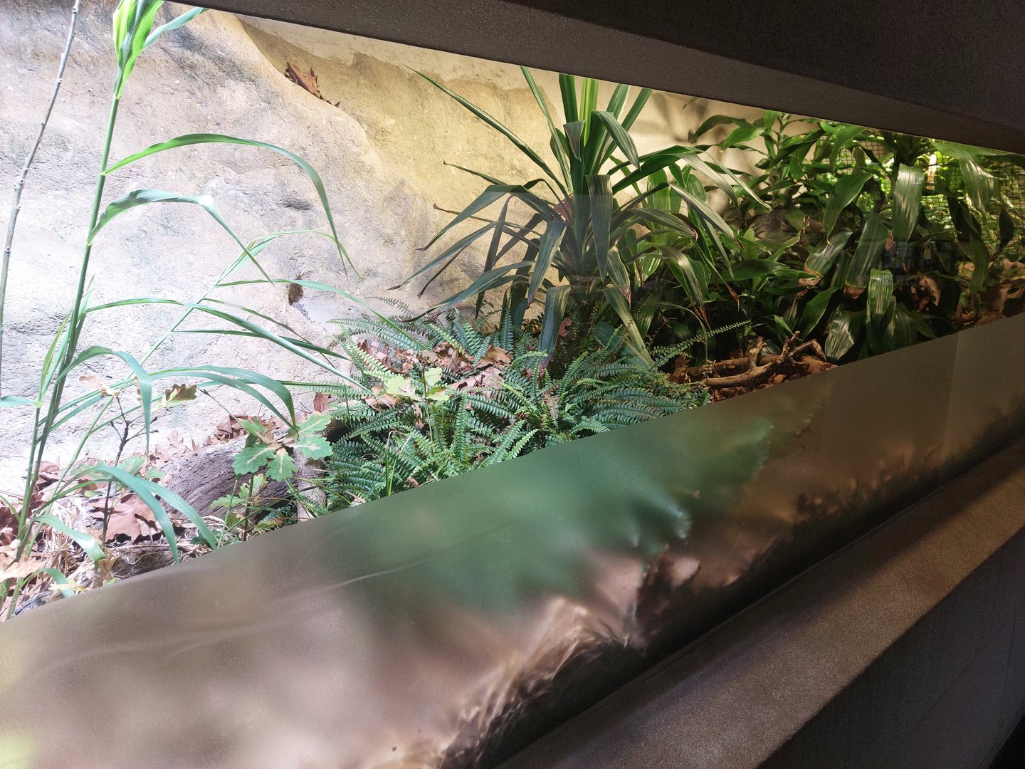 Black-and-rufous sengi exhibit