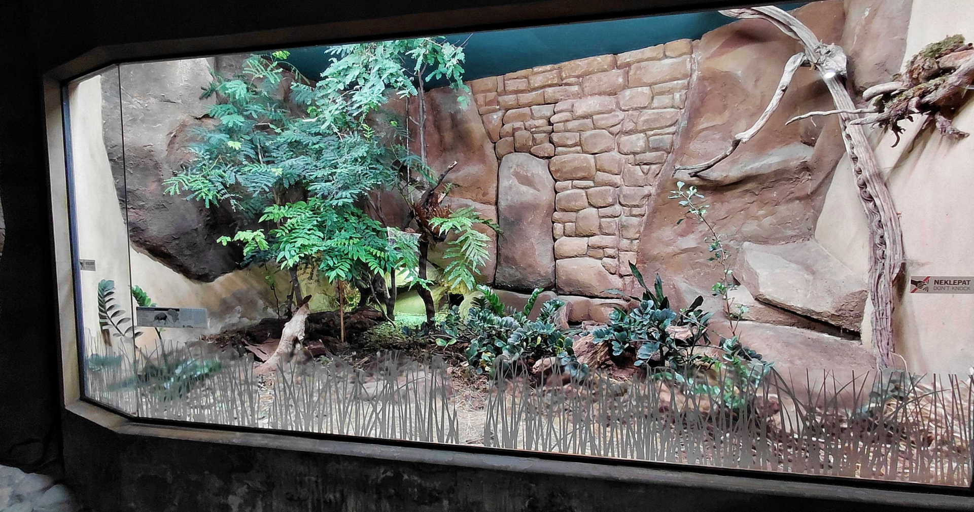 Black and rufous sengi exhibit