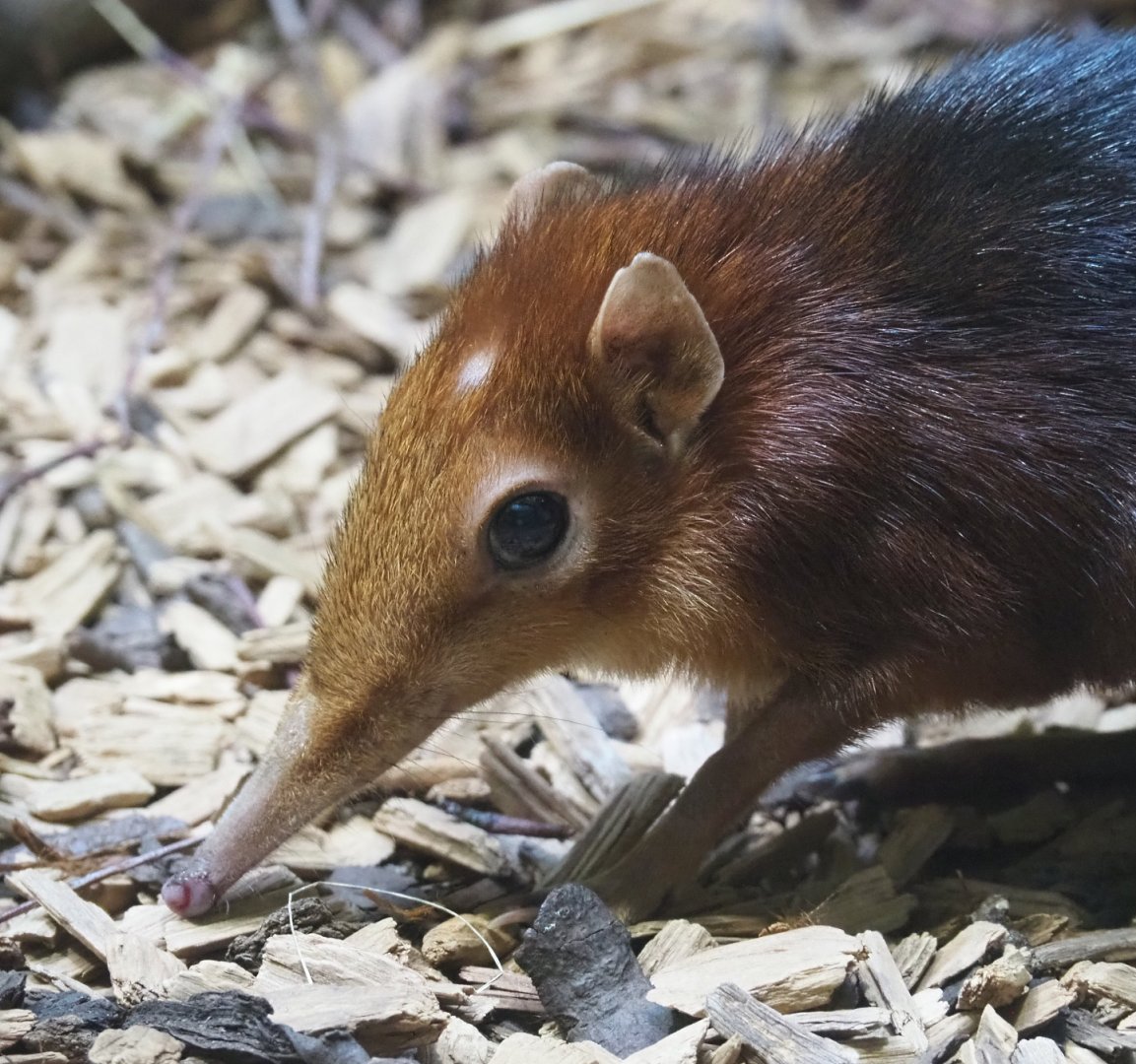 Black-and-rufous sengi or Black-and-rufous elephant shrew (Rhynchocyon petersi), 2020-09-20