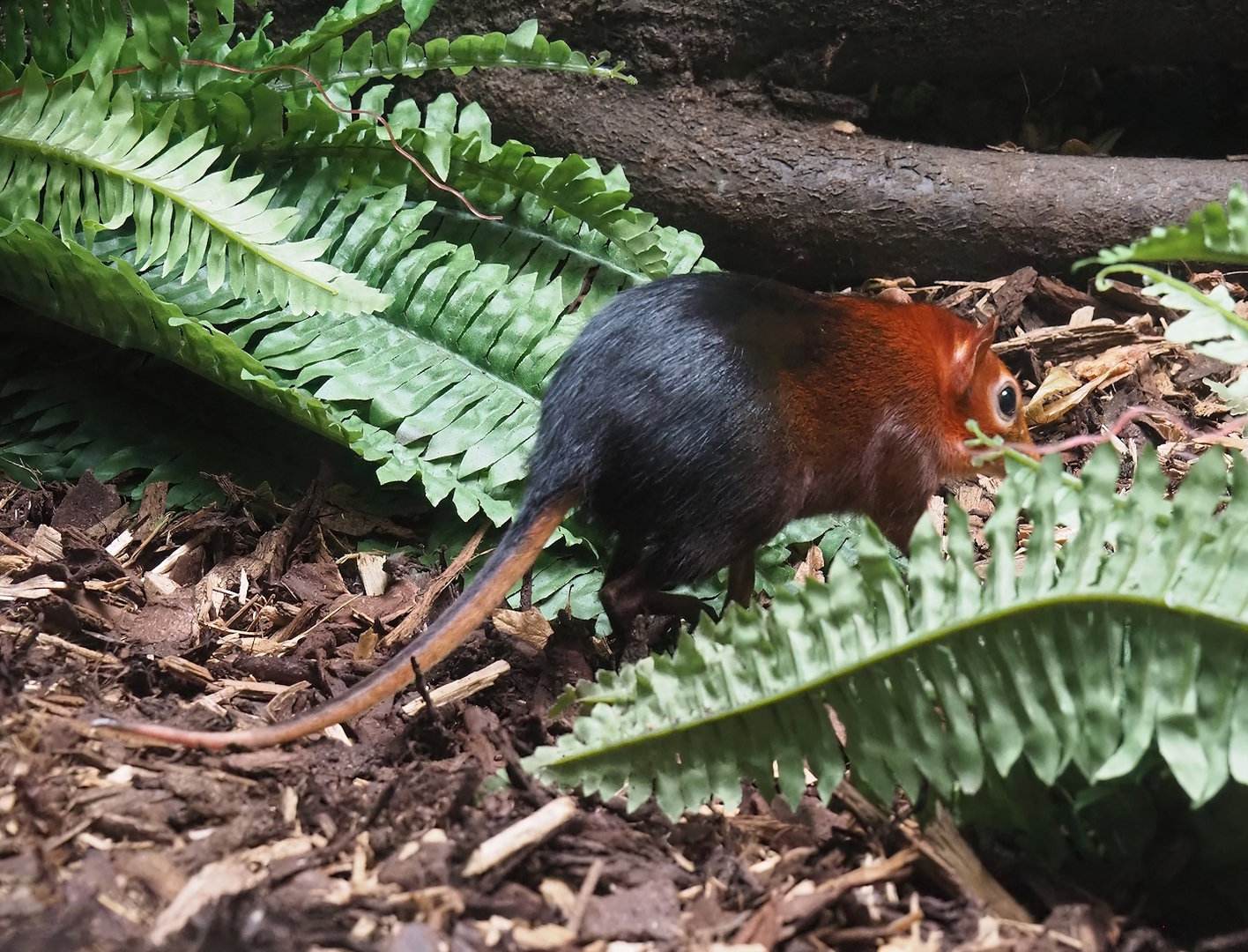 Black-and-rufous sengi (Rhynchocyon petersi), 2022-07-10