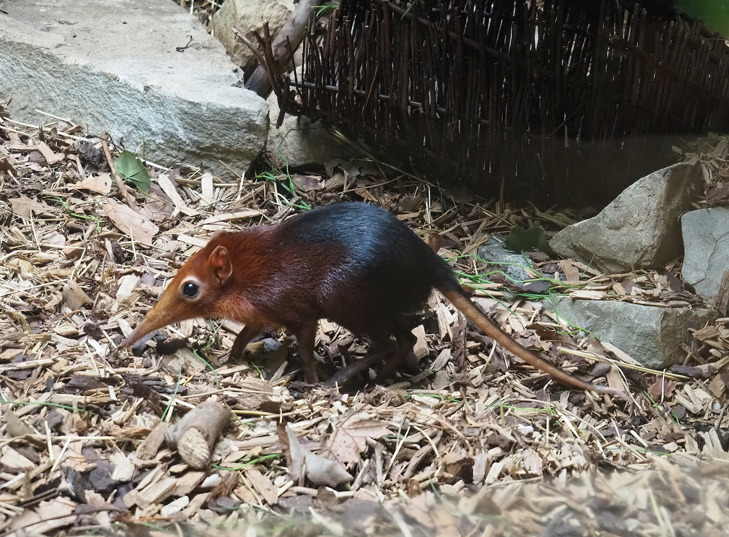 Black-and-rufous sengi (Rhynchocyon petersi), 2023-04-08