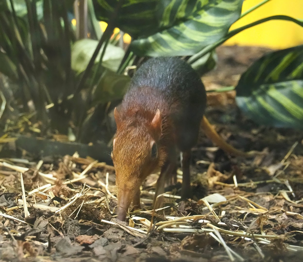 Black-and-rufous sengi (Rhynchocyon petersi), 2024-02-17