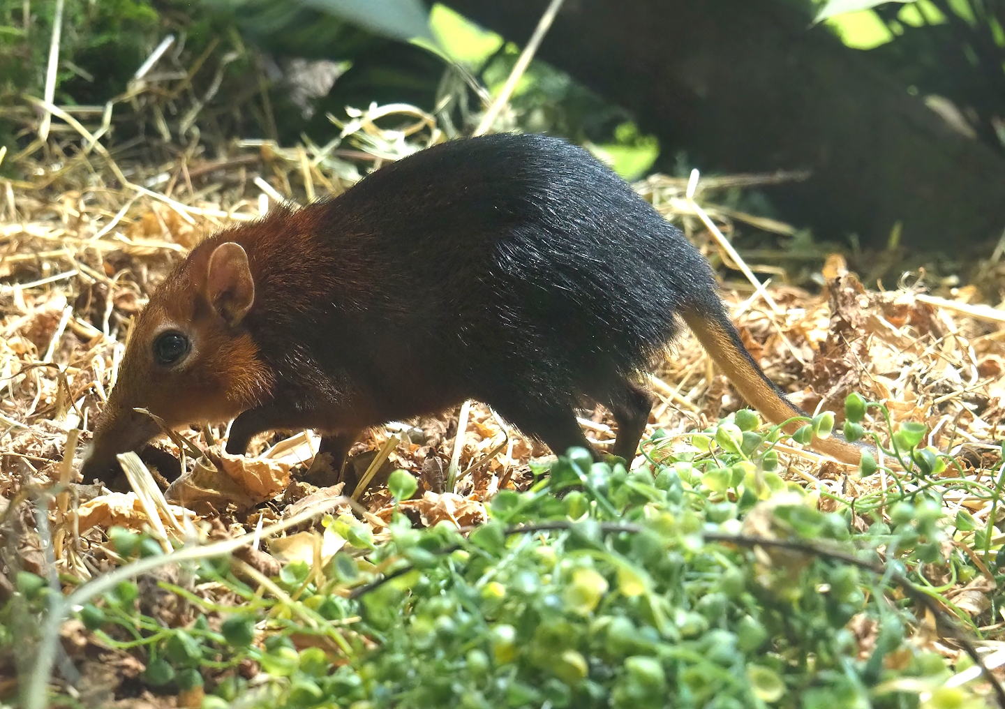 Black-and-rufous sengi (Rhynchocyon petersi), 2024-02-17